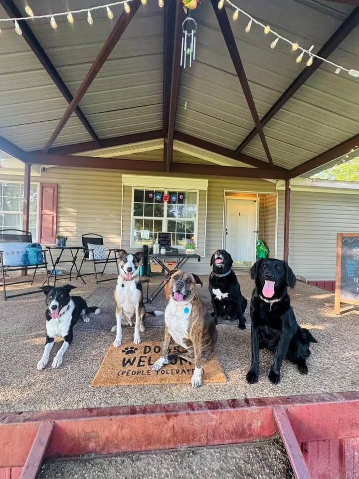 Five happy dogs of various breeds pose on a covered porch under string lights.