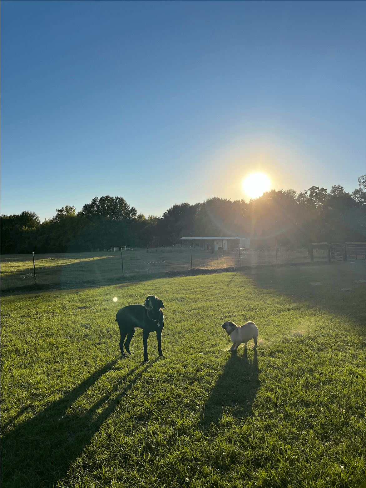 Large black dog and small pug stand in a sunlit grassy field at sunset.