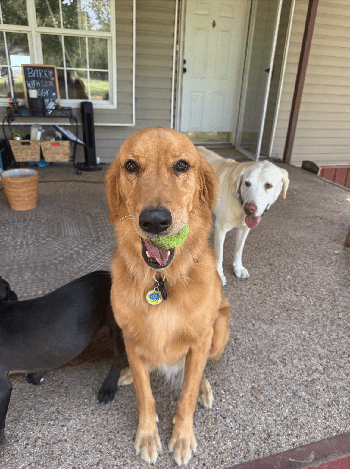 Golden retriever sits on a porch holding a green tennis ball with other dogs.