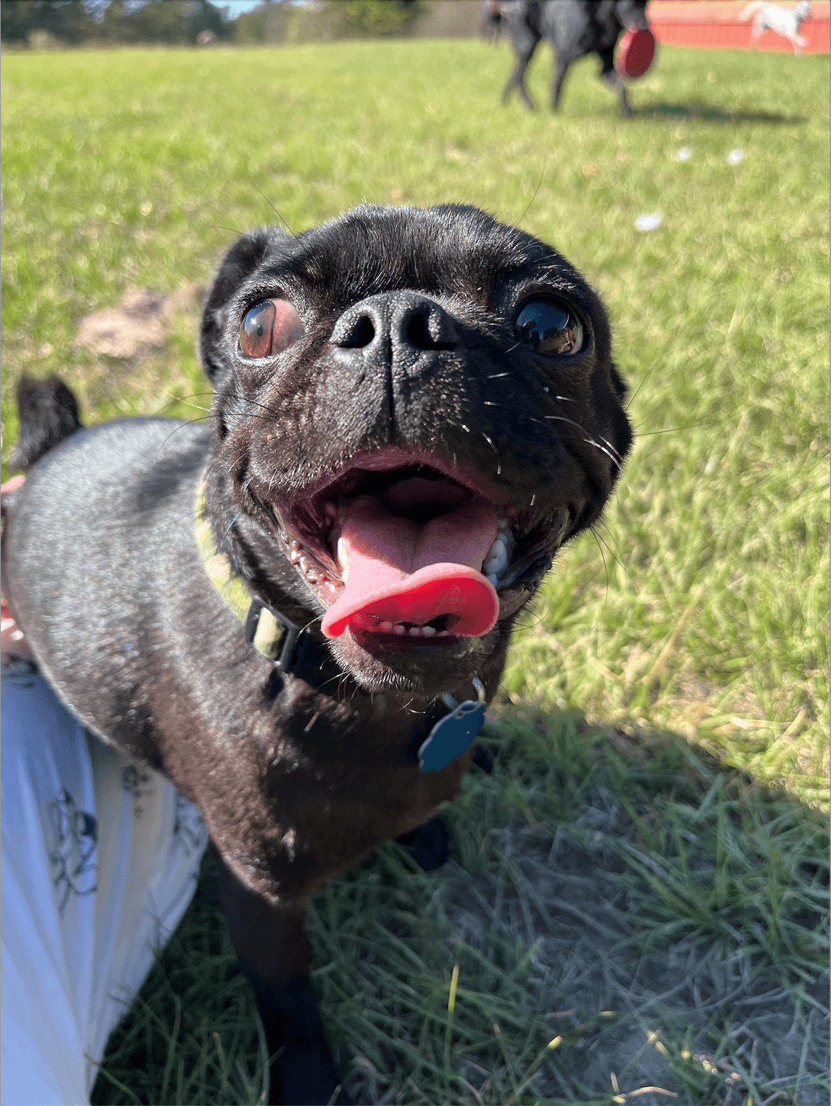 Smiling black pug mix looking up with its tongue out in a sunny, grassy field.