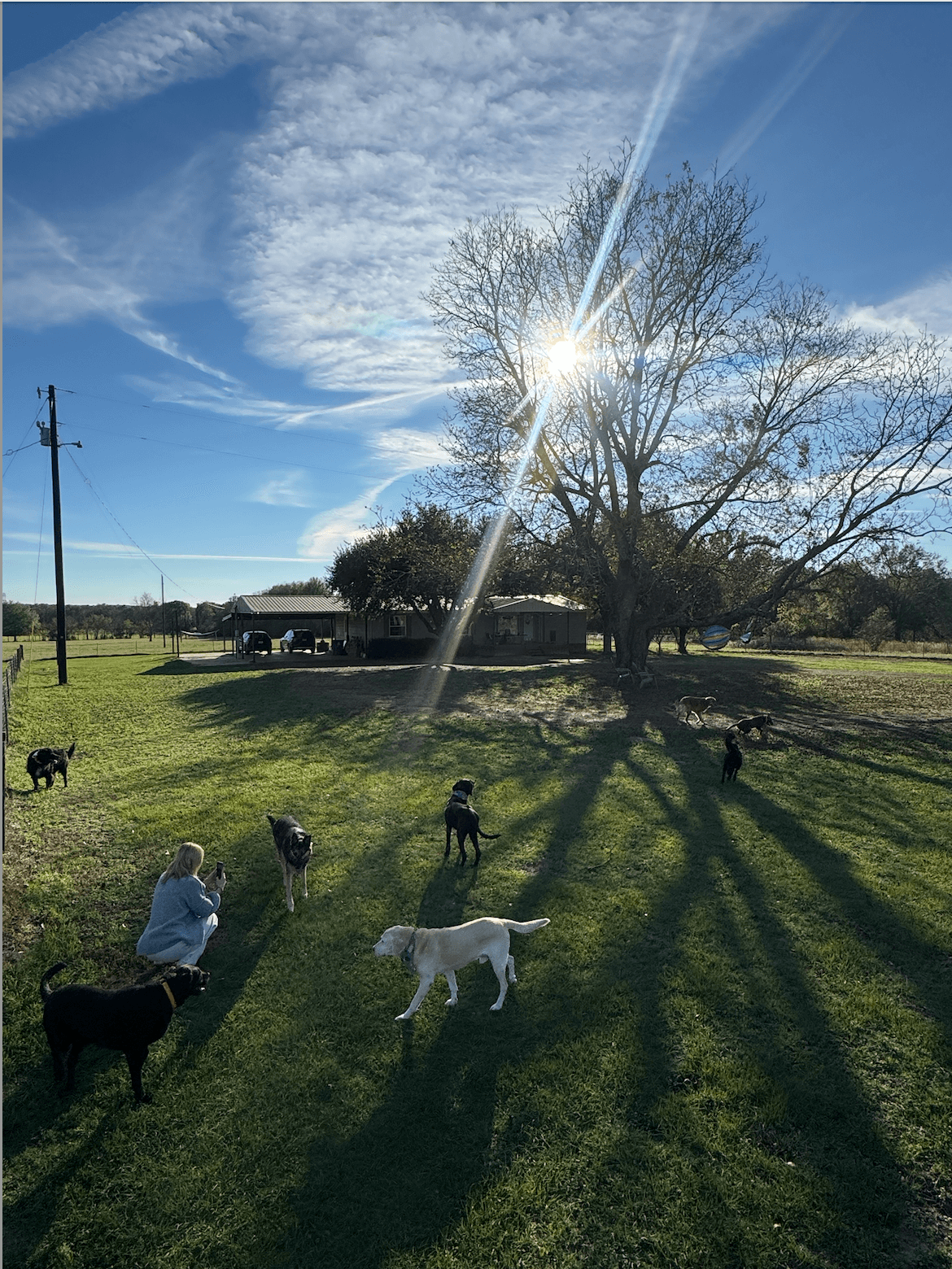 Woman photographing several dogs in a sunny field with long shadows and a tree.