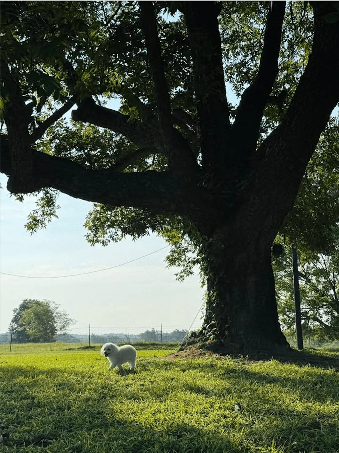Small white fluffy dog walks on sunlit grass beneath a large, leafy tree.
